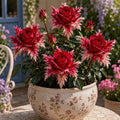 🌹Discover the Magic of Angel Wing Roses – Unique Petals, Endless Blooms