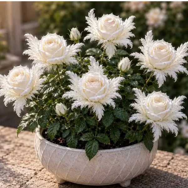 🌹Discover the Magic of Angel Wing Roses – Unique Petals, Endless Blooms
