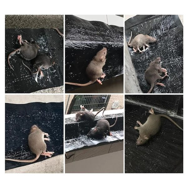 Heavy Sticky Indoor Mouse Trap pad